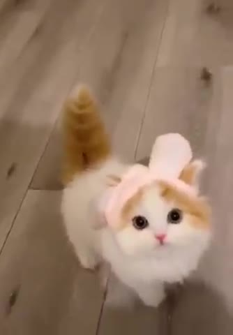 OMG So Cute ♡ Best Funny Cats and Dogs Compilation