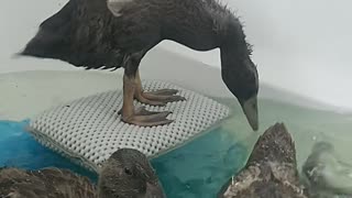 Happy Duck Surfs in the Tub