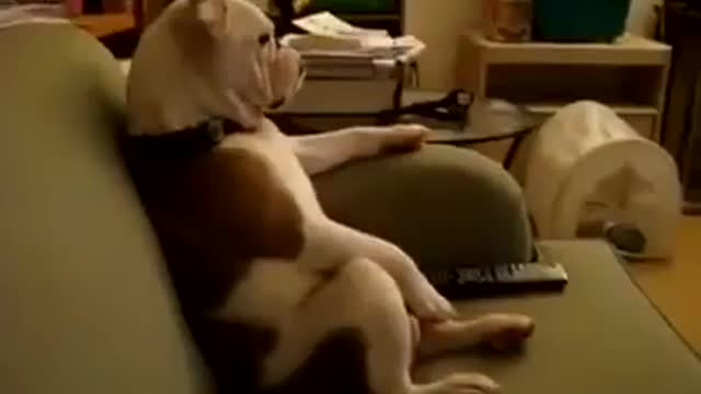 smart dog watching tv