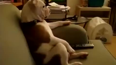 smart dog watching tv