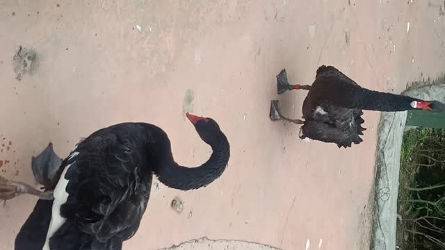 This group of swans is walking