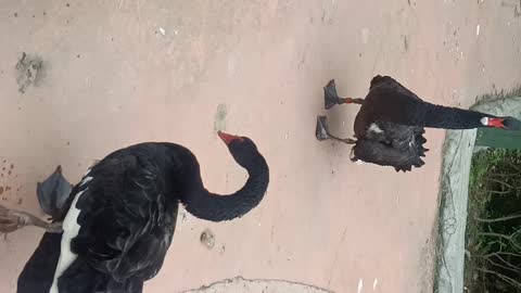 This group of swans is walking