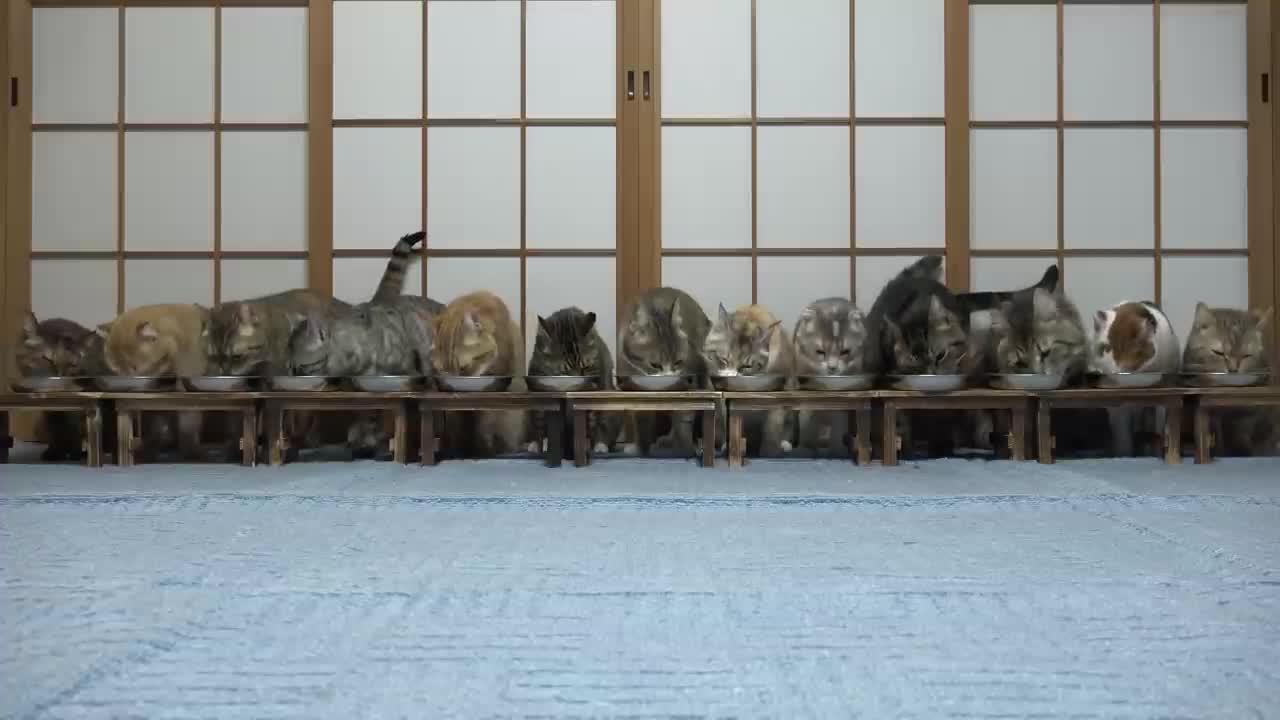 Cats surprised and escape while eating