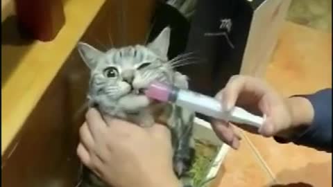 Funny cat injections😂