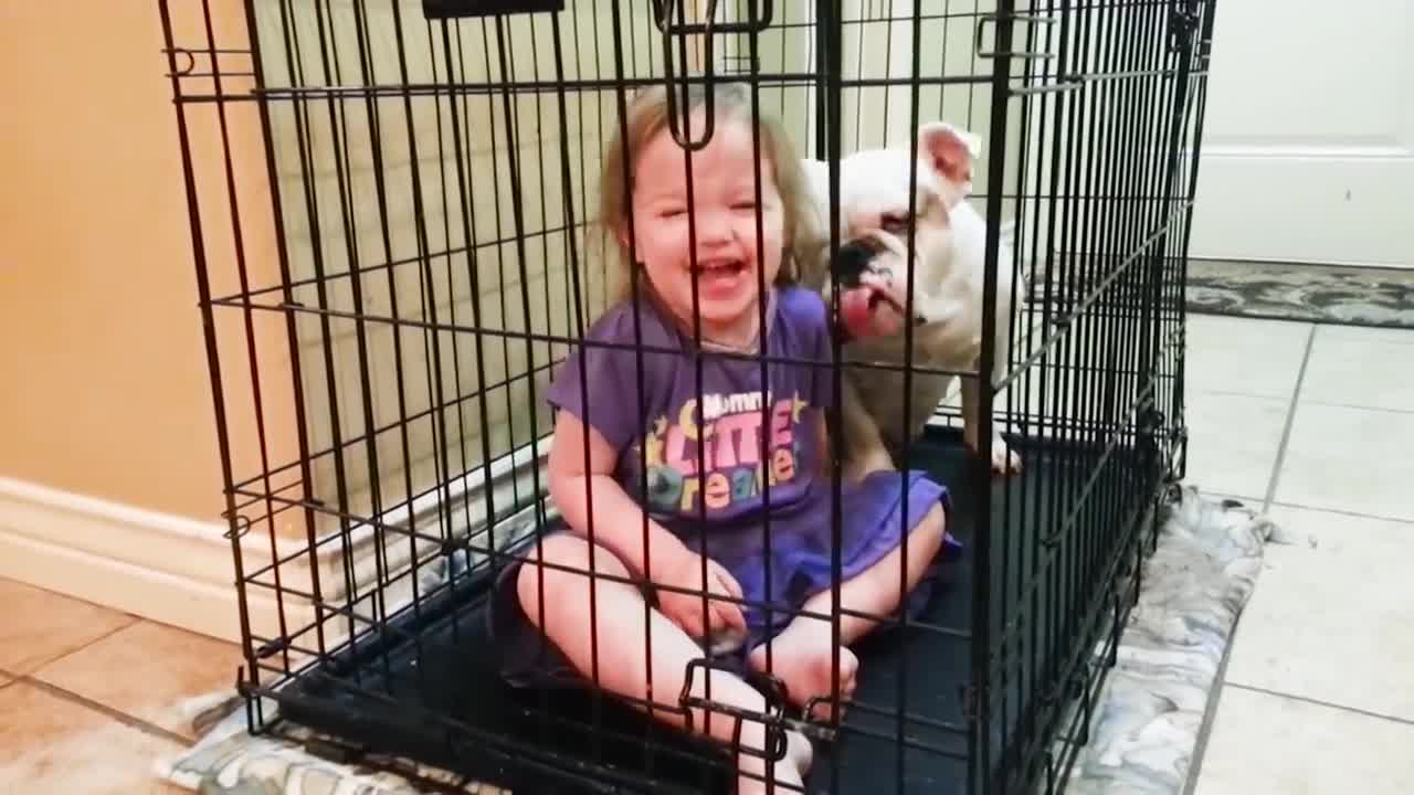 Cute dogs and babies are best friends funny clip