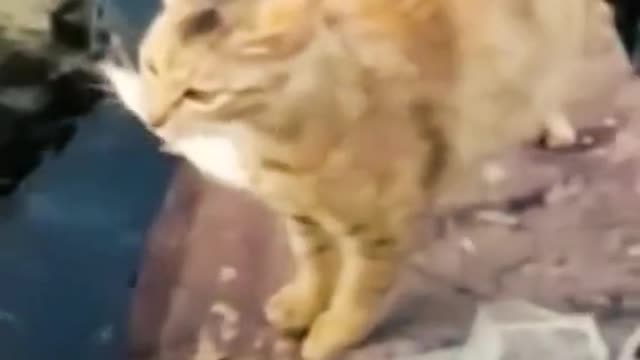 Funny Animal Videos 2022 😂 - Funniest Dogs And Cats Videos 😺😍