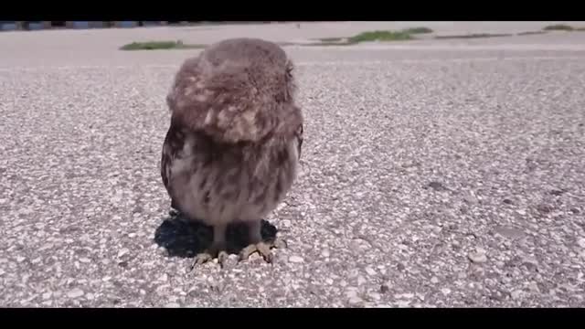 owl chick