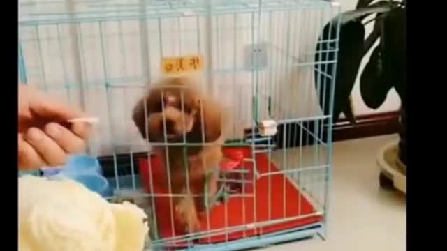 Funniest Cats {{}} - Don't try to hold back Laughter {} - Funny Cats Life #Short