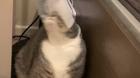 Helping a Cat Out of a Plastic Cup