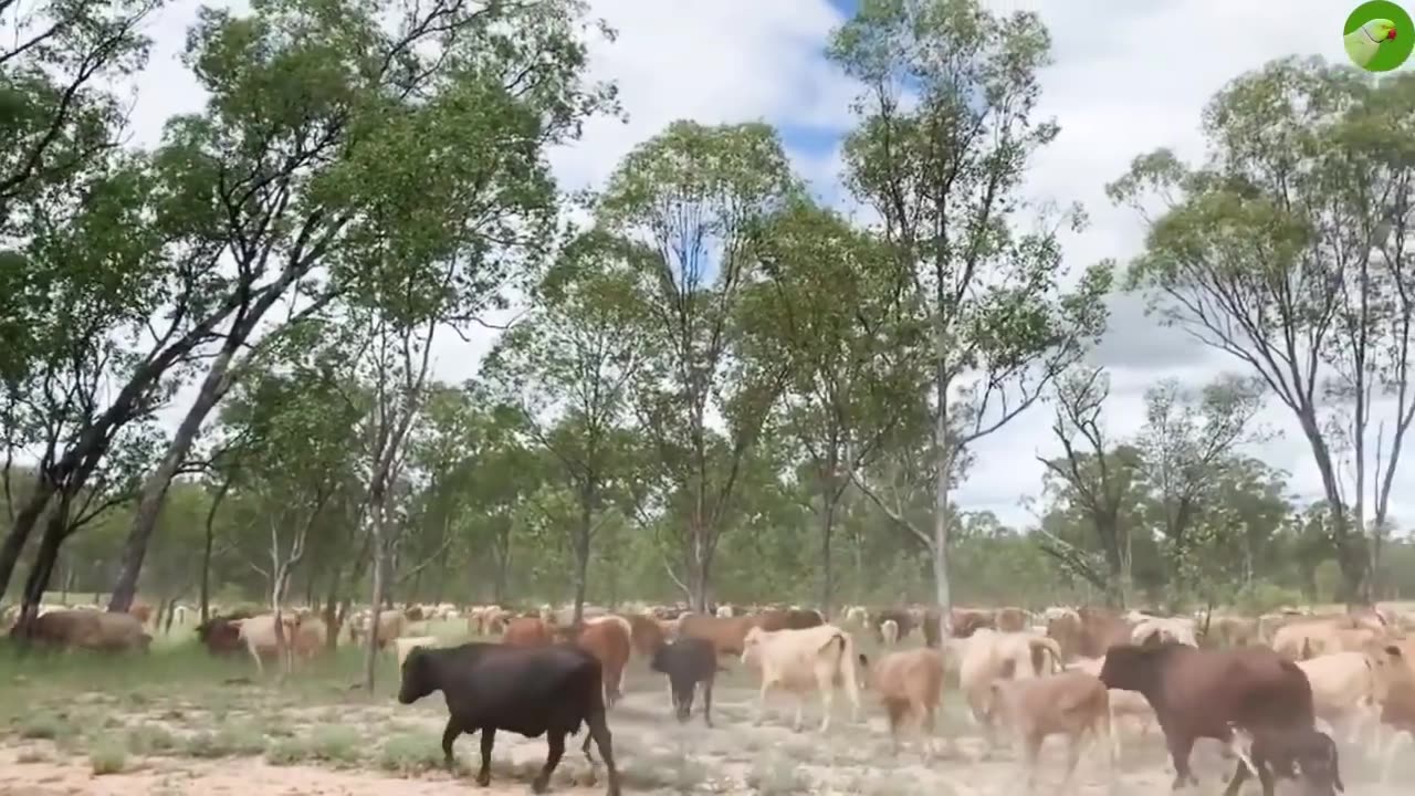 FUNNY COW VIDEOS