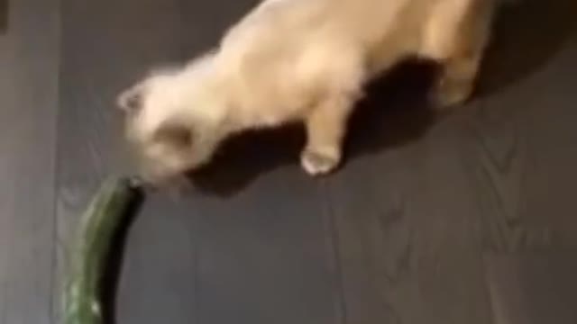 Funny cat and dogs