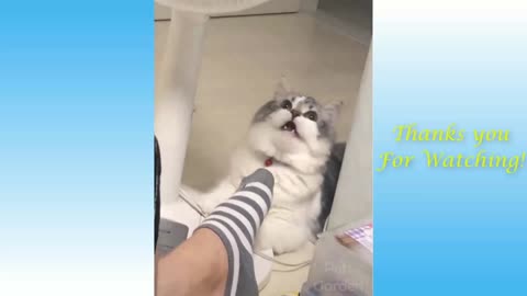 Funny cats funny moments 😀