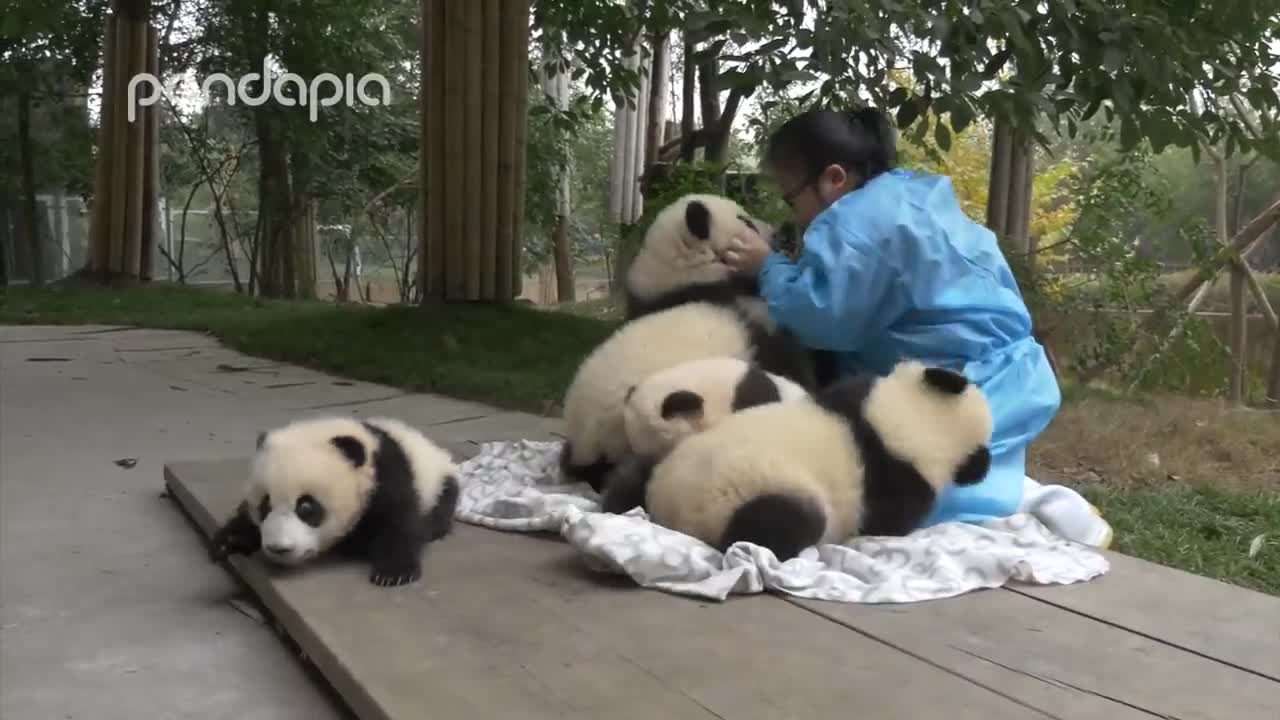 Pandas and their Nanny funny cute animals