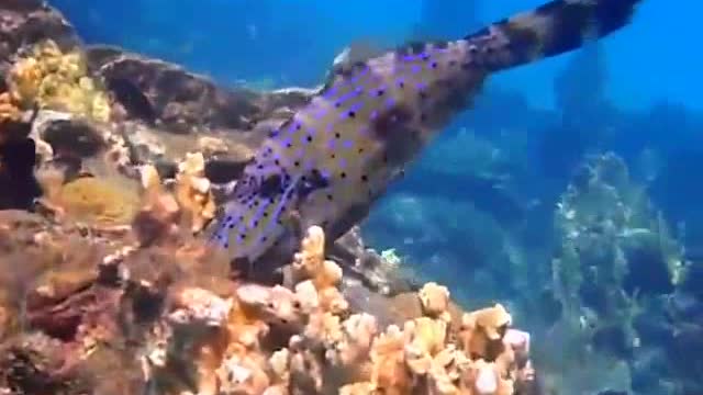 Female Diver Video graphing Unknown Electric Fishes Underwater