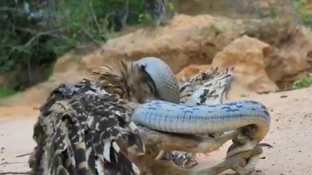 Owl vs snake