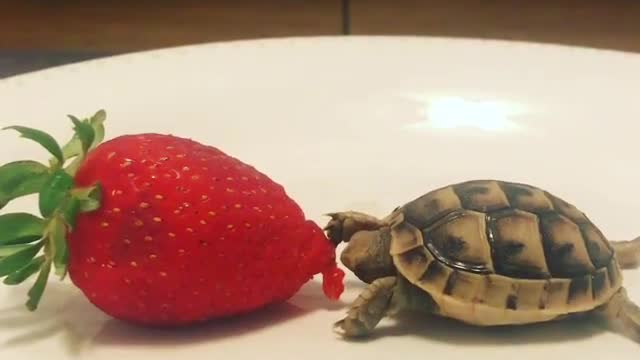 Turtle eating strawberry