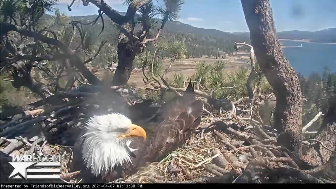 BREAKING : Bald Eagle Cam Has More Viewers Than Joe Biden's American Jobs Speech