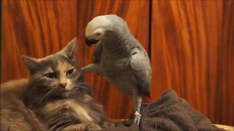 Cat vs parrots