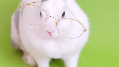 Rabbit reading the book carefully Very funny🤣🤪