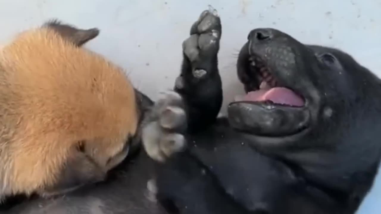 FUNNY CATS and DOGS 🐱🐶 Crazy Animals 🐾 New Funniest Animals Videos 2023 😂