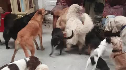 Cake for the doggies