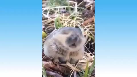 Funniest Animals 🐧 - Funny animal videos can't help but laugh 2021 funny animals 2021 funny dogs