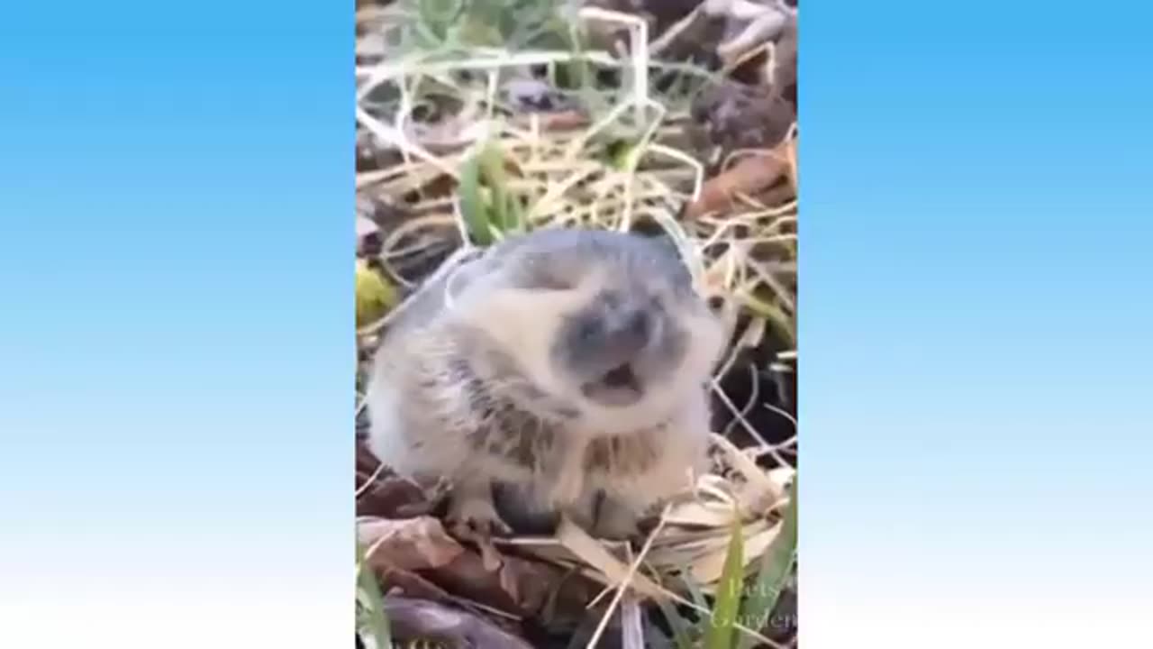 Funniest Animals 🐧 - Funny animal videos can't help but laugh 2021 funny animals 2021 funny dogs