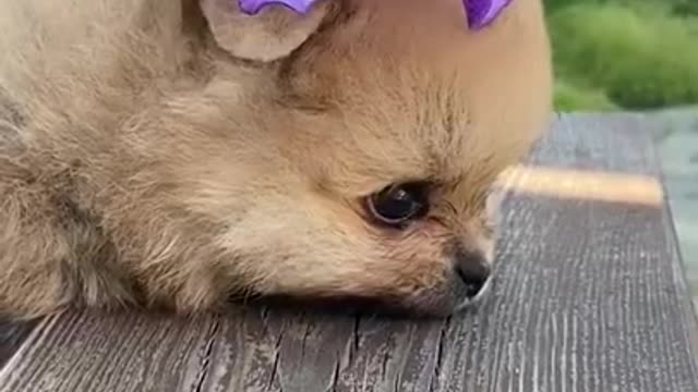 Cute And Funny Dogs