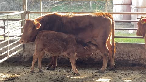 A quiet country town, a small cow's meal time.