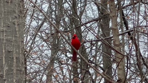 Male Cardinal on a branch