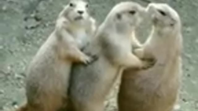 Funny Group of rats cat dog animals videos_