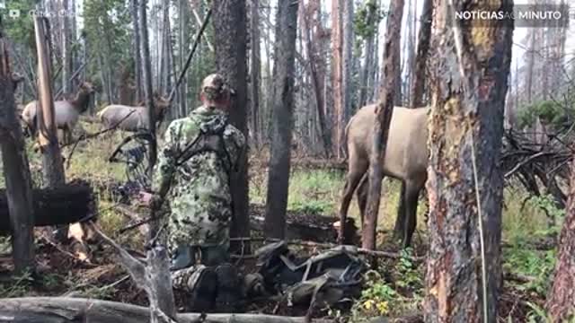 Homem camuflado fica a centímetros de grupo de alces