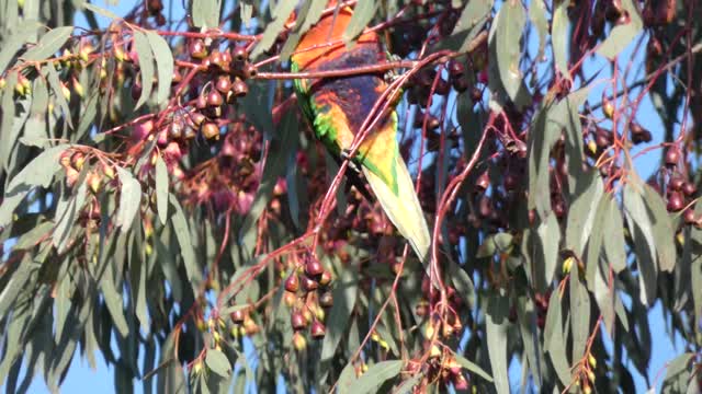 Birds Melbourne Australia