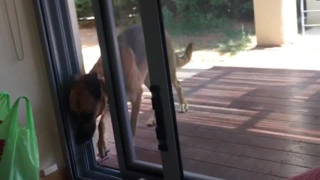 Dog open door with nose