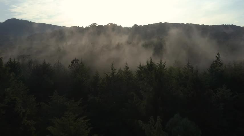 Slow aerial tour through a mist-covered forest