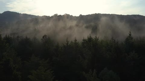 Slow aerial tour through a mist-covered forest