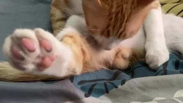 Cute cat is licking toes and trimming hair 可愛的貓咪 正在舔腳指 整理毛