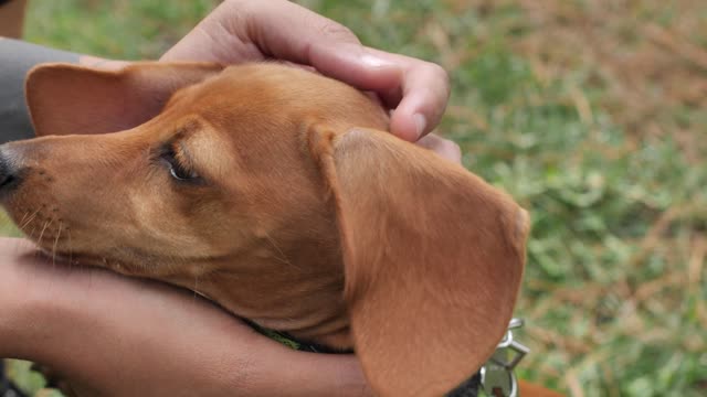 Dachshund dog while hands caress it