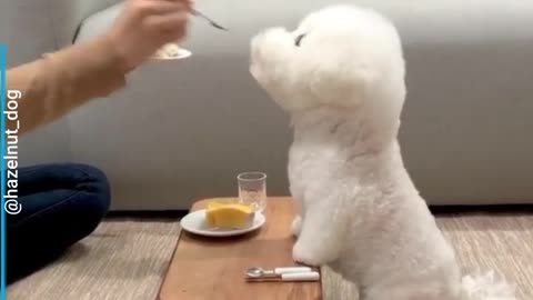 THE NATURAL WAY TO EXTEND THE LIFE OF YOUR DOG