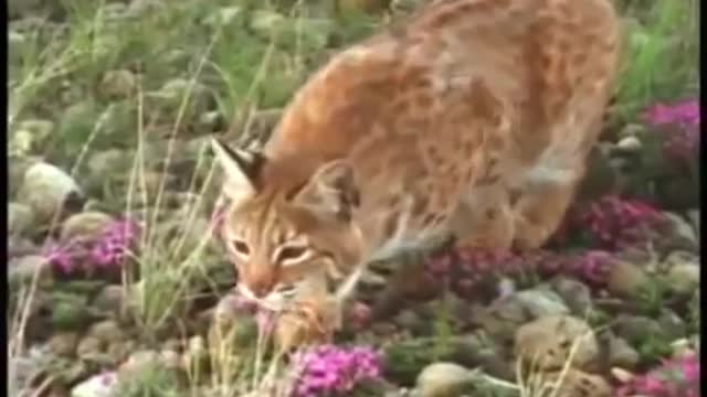 Badger Vs Bobcat Vs Golden eagle fight between predators