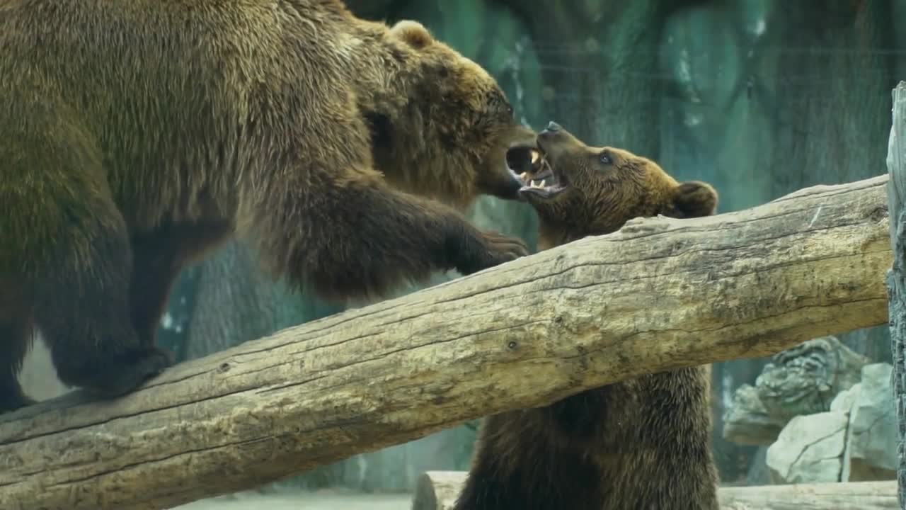 Bears Playing And Fighting