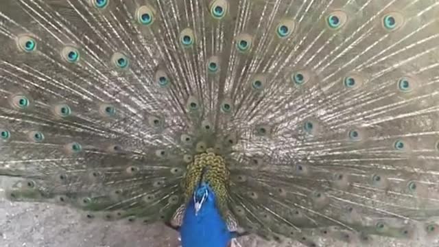 Peacock tail in slow motion careful,it hypnotizing