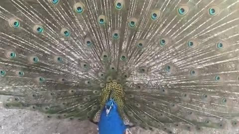 Peacock tail in slow motion careful,it hypnotizing