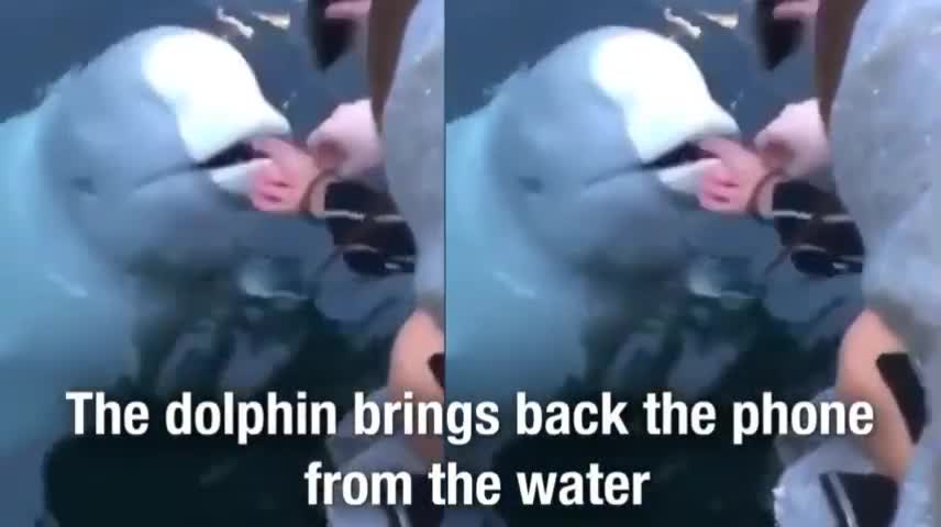 Dolphin video