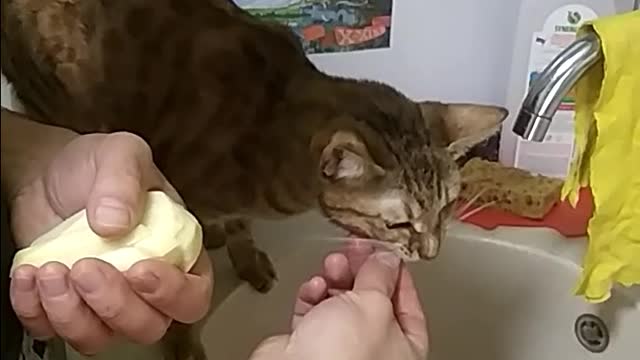 cat and raw potatoes