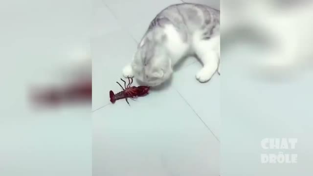 cat get bad while playing with lobster