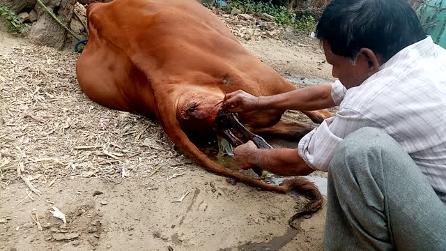 Cow baby brith in baby cow amazing seen part 2 #tranding #viral