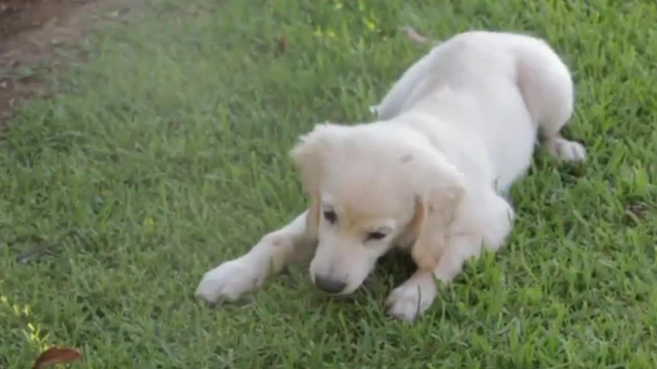 Doggy eating the grass