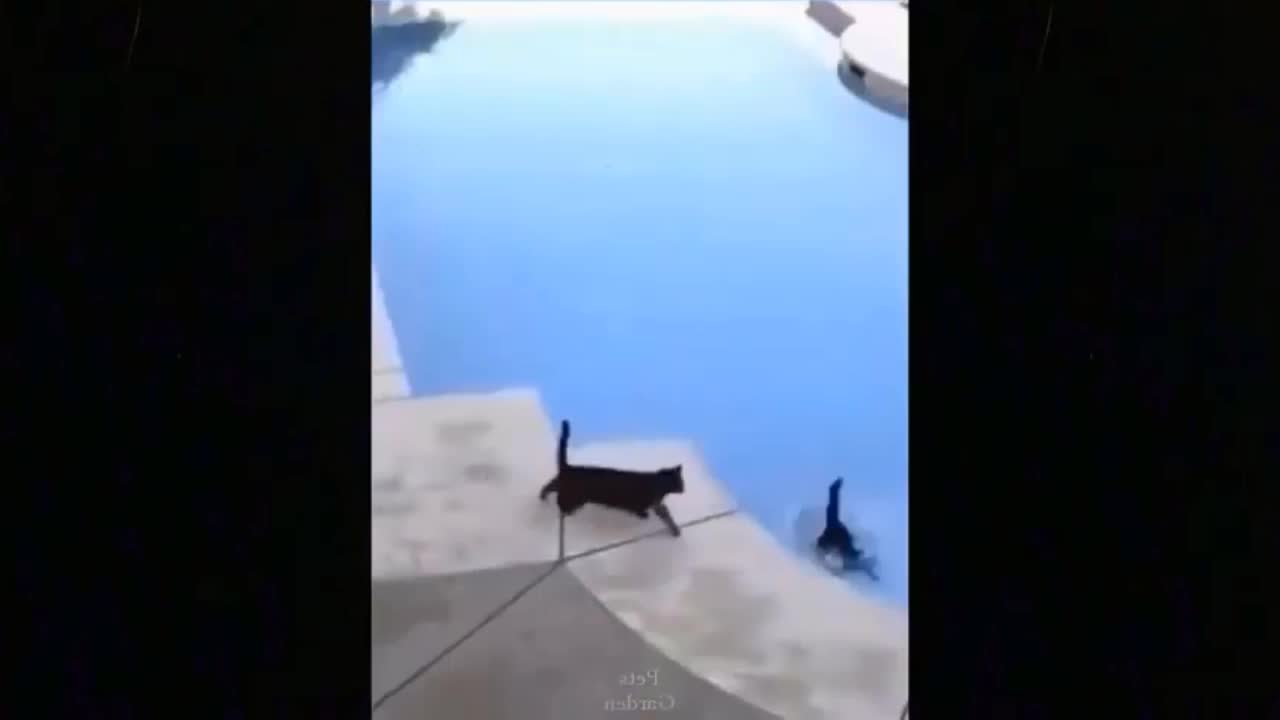 Funny cats- cat pushes another cat in the pool