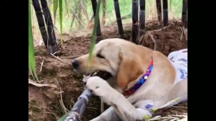 Smart Puppy Dog Does Harvest (The Lulu)